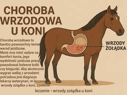 Czy Twój koń cierpi w milczeniu? Rozpoznaj objawy wrzodów!