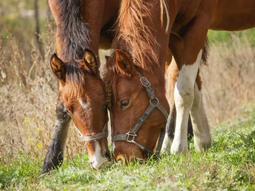 Dwa brązowe konie pasą się na zielonej łące, pochylając głowy do ziemi. Widać, co jedzą konie – soczystą trawę.