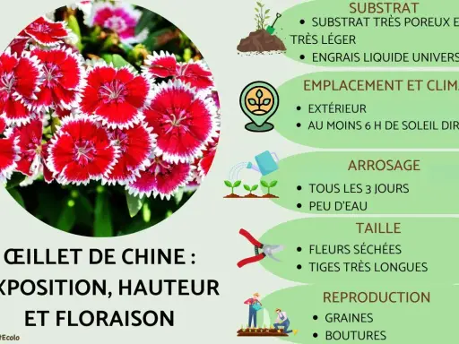 Gros plan sur des œillets de Chine aux pétales rouges et blancs, avec des conseils de culture : substrat, emplacement, arrosage, taille et reproduction.