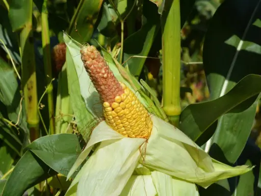 A ripe ear of corn, half yellow and half brown, peeks from its husks amidst the lush green stalks of a block planting cornfield.