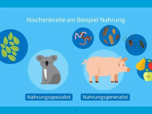 Koala als Nahrungsspezialist (nur Blätter), Schwein als Allesfresser. Illustration zur Nischenbreite und Konkurrenz in der Ökologie.