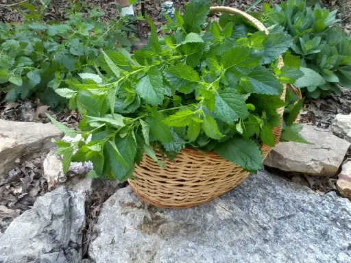 A basket overflows with freshly harvested lemon balm leaves, ready for tea or culinary use.