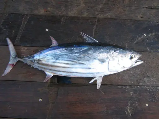 A fresh skipjack tuna lies on a dark wooden surface.
