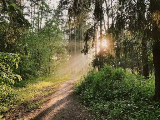 Solstrålar bryter igenom trädkronorna på en stig vid Hellasgården Stockholm.