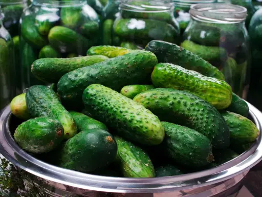 Frische Gurken in einem Metallbehälter, bereit für das Gurken einlegen Rezept. Im Hintergrund stehen viele Einmachgläser.