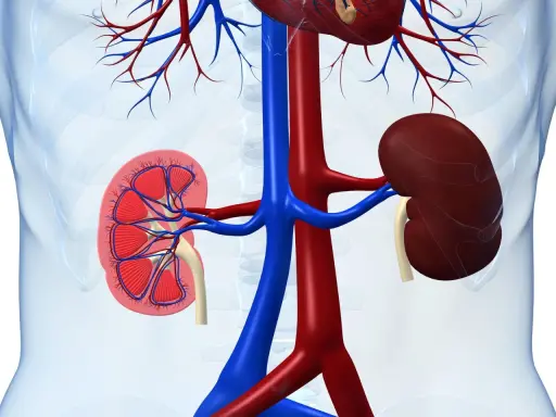 Anatomia nerek z widocznym przekrojem, ukazująca naczynia krwionośne. W tle zarys tułowia, sugerujący lokalizację narządów. Obraz może ilustrować problemy zdrowotne, jak rak brodawkowaty nerki.