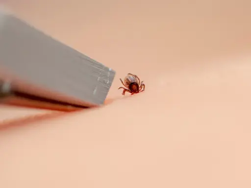 Kleszcz? Usuń go bezpiecznie! Instrukcja krok po kroku i mity