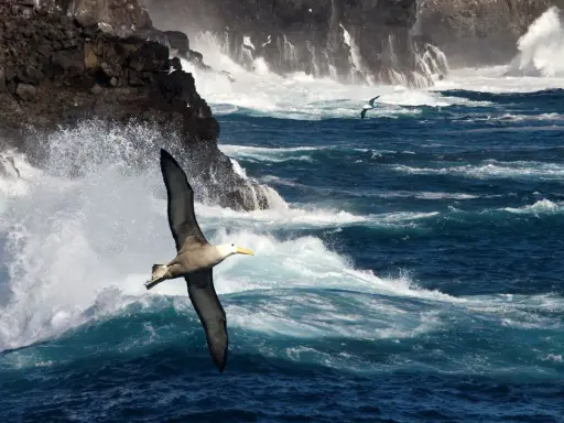 Un albatros volteggia maestoso tra onde impetuose e scogliere battute dal vento, un'immagine che evoca la poesia del mare.