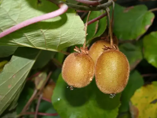 Trois kiwis velus pendent d'une branche. L'un d'eux est prêt à être cueilli, parfait pour planter un kiwi autofertile.