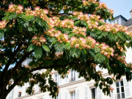 Un arbre à soie aux fleurs roses et jaunes épanouies, avec des feuilles vertes luxuriantes, se dresse devant un immeuble parisien.