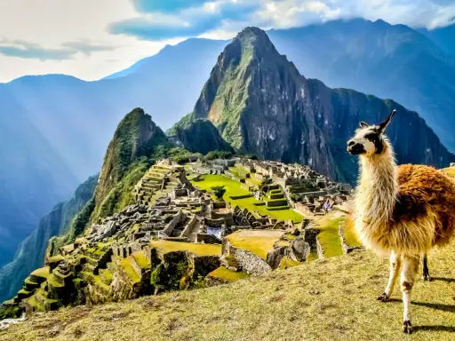 Machu Picchu, gdzie jest? W Andach, z lamą na pierwszym planie, w otoczeniu gór i ruin.