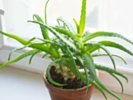 Zielony aloes w doniczce na parapecie. Czy każdy aloes jest leczniczy? Ten wygląda obiecująco, z soczystymi liśćmi.