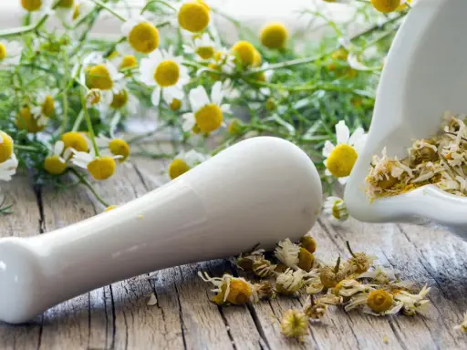 Mörser mit getrockneten Kamillenblüten und frischen Kamillenblumen im Hintergrund. Kamillentee bei Nierenschmerzen kann Linderung verschaffen.