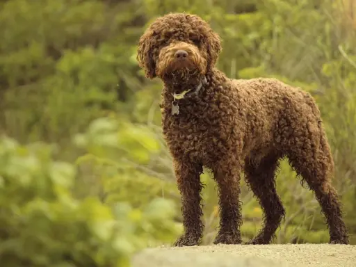 Brązowy lagotto romagnolo z kręconą sierścią stoi na tle zieleni.