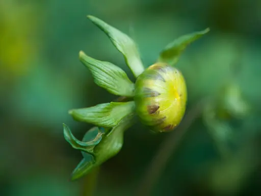 En grön dahlia knopp, som ännu inte blommar, med mjuka bladverk i bakgrunden.