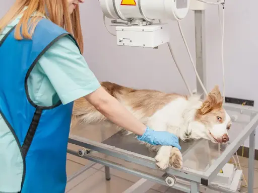 Vétérinaire examinant un chien pour un ostéosarcome. L'espérance de vie d'un chien atteint de cette maladie dépend du stade et du traitement.
