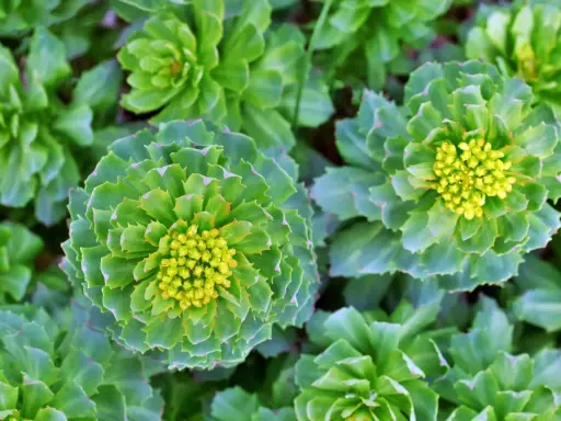 Gros plan sur des rosettes de feuilles vertes et charnues, certaines avec des bourgeons floraux jaunes. Ces plantes rappellent les bienfaits de la rhodiola.