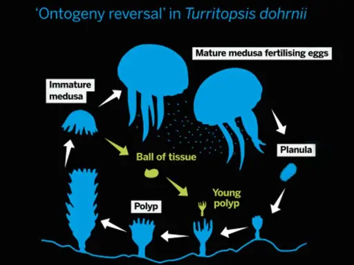 Ciclo vitale della medusa Turritopsis dohrnii: da planula a polipo, poi medusa immatura e adulta, con la capacità di tornare a uno stadio di "palla di tessuto".
