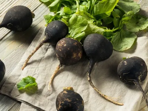 Radis noirs prêts à être semés. Ces légumes racines foncés sont parfaits pour une récolte d'automne.