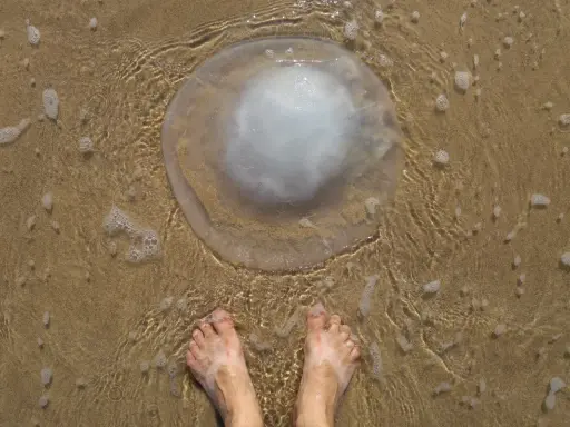 Piedi sulla sabbia bagnata vicino a una grande medusa trasparente. Cosa fare se ti tocca una medusa? Non toccarla!