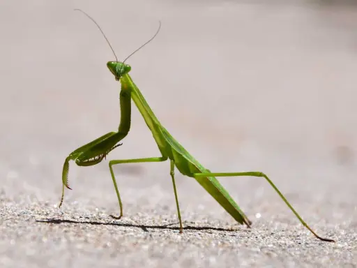 A green praying mantis stands alert on sandy ground, its forelegs raised, a sign of praying mantis season.