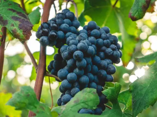 Reife, dunkle Nebbiolo Trauben hängen an der Rebe, umgeben von grünen Blättern und Sonnenlicht.