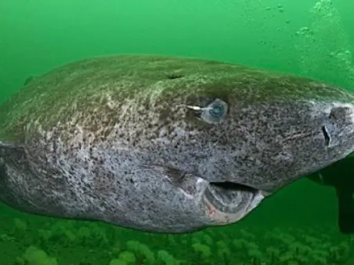 Un maestoso squalo della Groenlandia, forse uno squalo 400 anni, nuota nelle profondità verdi.