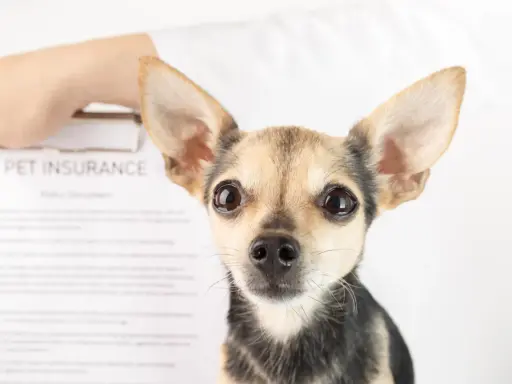 Mały piesek patrzy w obiektyw. Obok dokument "PET INSURANCE". Czy to przyszły pacjent behawiorysty?