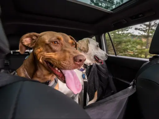Deux chiens, dont un chien stressé en voiture, regardent par la fenêtre. Le chien marron a la langue pendante.