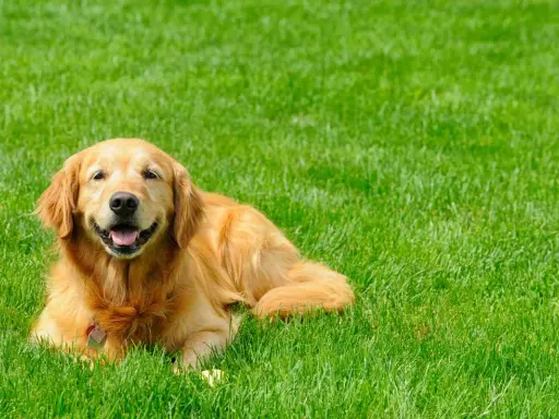A happy Golden Retriever lies on lush green grass, enjoying the outdoors. This is what pet grass is all about: a happy dog in a beautiful, natural setting.