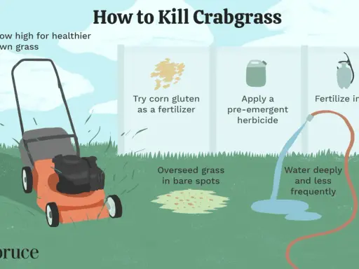 Learn how to kill crabgrass by mowing high, using corn gluten as fertilizer, applying pre-emergent herbicide, overseeding bare spots, and watering deeply.