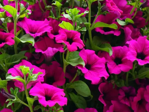 Gros plan sur une jardinière débordante de pétunias fuchsia éclatants. Difficile de compter combien de pétunia dans une jardinière tant ils sont nombreux et luxuriants.