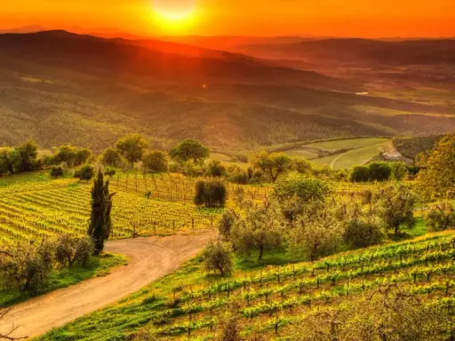 Solnedgång över böljande kullar med vingårdar och olivträd i Toscana. Perfekta toscana tips för en drömresa.