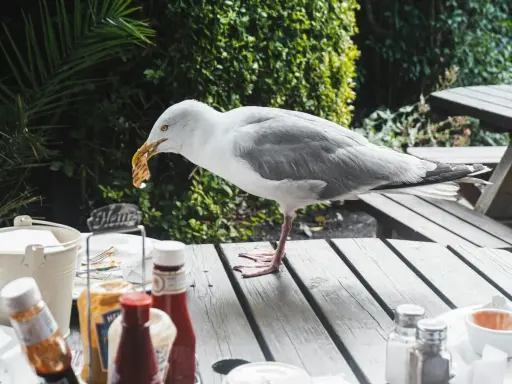 Gaviota roba comida de mesa. Un método casero para ahuyentar pájaros sería no dejar comida expuesta.