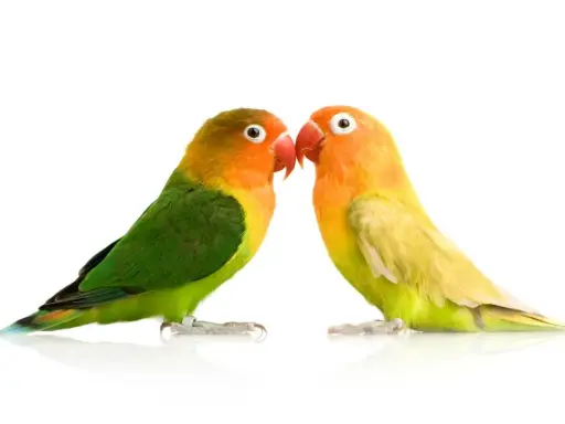 Due inseparabili pappagallini si guardano. Meglio pappagallo maschio o femmina? Entrambi sono bellissimi e colorati.