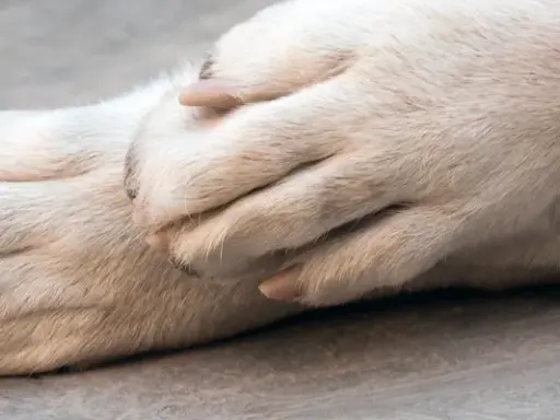 Pattes douces d'un chien, peut-être en phase terminale de cancer, reposant l'une sur l'autre.