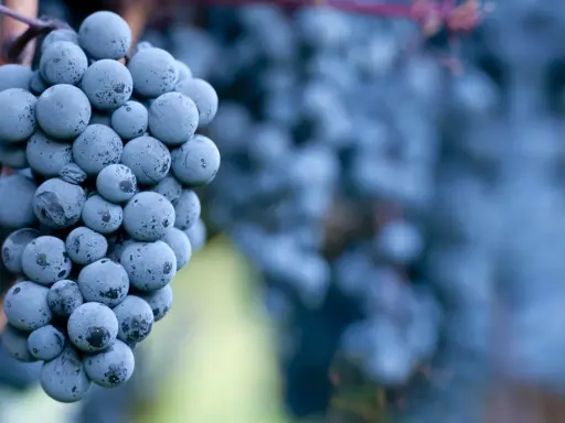Dunkle, reife Trauben des Petit Verdot hängen an einem Rebstock. Im Hintergrund verschwimmen weitere Trauben und Blätter.