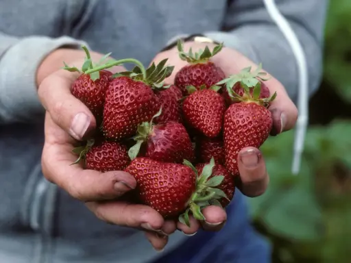 Hands cradle a bounty of ripe, red strawberries, a testament to the continuous harvest from day neutral strawberry plants.