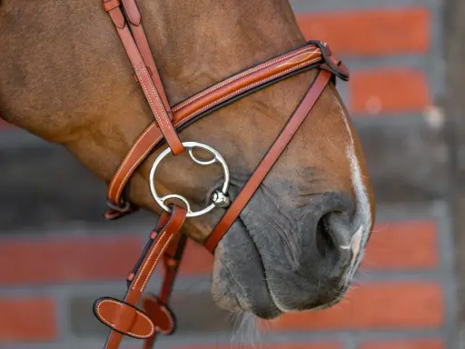 Nahaufnahme eines Pferdekopfes mit braunem Lederzaumzeug und einem Pelham Gebiss. Die Wirkung des Gebisses wird durch die feine Verarbeitung des Zaumzeugs unterstrichen.