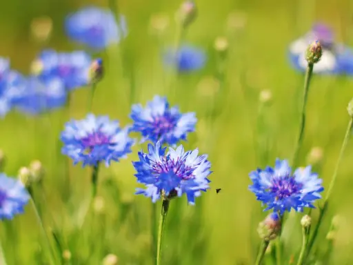 Champ de bleuets éclatants, une petite abeille vole près d'une fleur. L'eau de bleuet, bien que belle, peut présenter un danger.