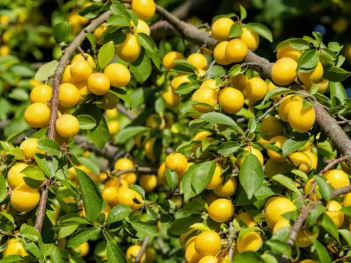 Un mirabellier bien chargé de fruits jaunes. Combien de temps pour avoir des fruits ? Souvent 3 à 5 ans après plantation.