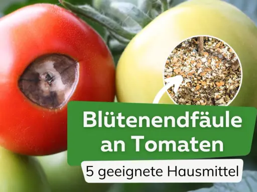 Tomaten mit Blütenendfäule, verursacht durch Kalziummangel. Ein Kreis zeigt zerstoßene Eierschalen als Hausmittel.