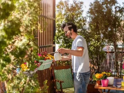 Un homme arrose une plante brise-vue qui pousse vite en bac sur son balcon ensoleillé.