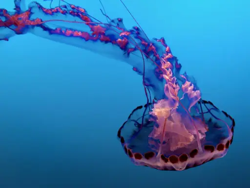 Medusa con lunghi tentacoli che ondeggiano nel blu profondo, un'elegante danza sottomarina.