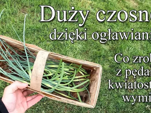 Ogławianie czosnku: Zyskaj 30% większe główki i obfite zbiory