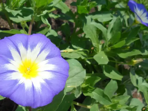 Une belle de jour fleur, d'un bleu éclatant avec un cœur jaune, s'épanouit au soleil, entourée de feuilles vertes luxuriantes.