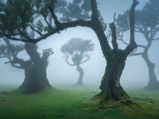 Mystische Bäume im Fanal Forest auf Madeira, umhüllt von Nebel. Moosbedeckte Stämme ragen in den Dunst, ein magischer Anblick.