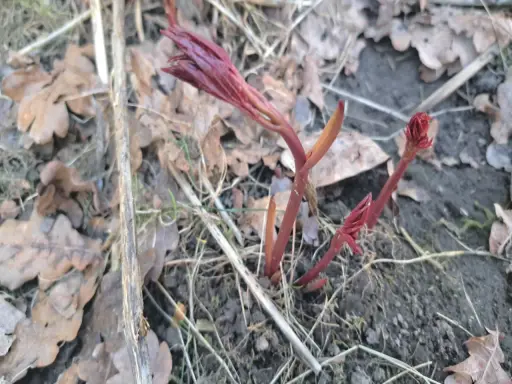 Młode pędy piwonii wyrastają z ziemi, otoczone suchymi liśćmi. Idealny czas na zastosowanie obornika granulowanego pod piwonie.