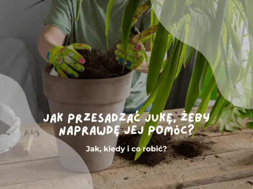 Ręce w rękawiczkach przesadzają jukę do nowej doniczki. Dowiedz się, jak przesadzić jukę, by jej pomóc.