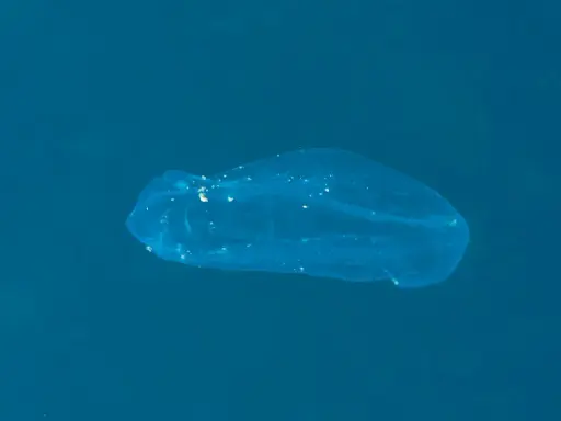 Una medusa qualle trasparente fluttua nell'acqua blu, mostrando le sue delicate strutture interne.